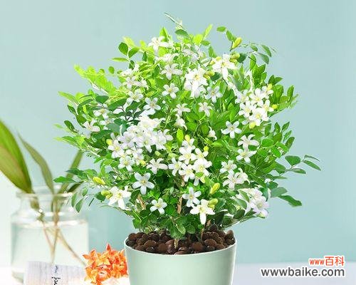 探索九里香所承载的情感和象征意义 九里香