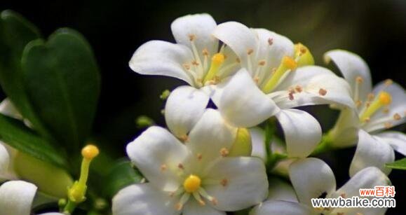 探索九里香所承载的情感和象征意义 九里香