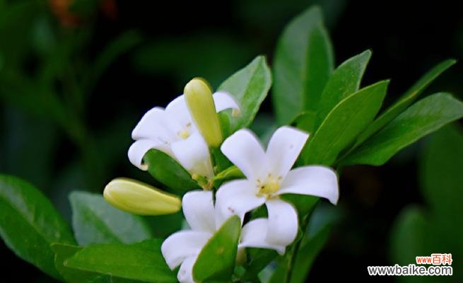 探索九里香所承载的情感和象征意义 九里香