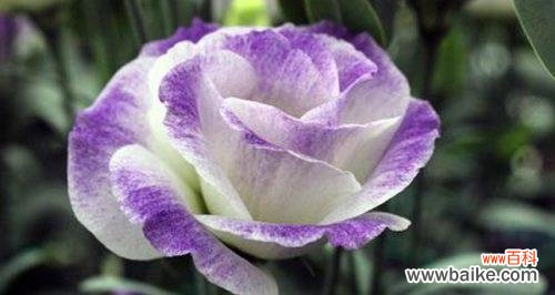 草原之花 桔梗花