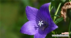 桔梗花语传递的爱 桔梗花语的寓意与象征