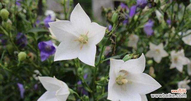 桔梗花语传递的爱 桔梗花语的寓意与象征