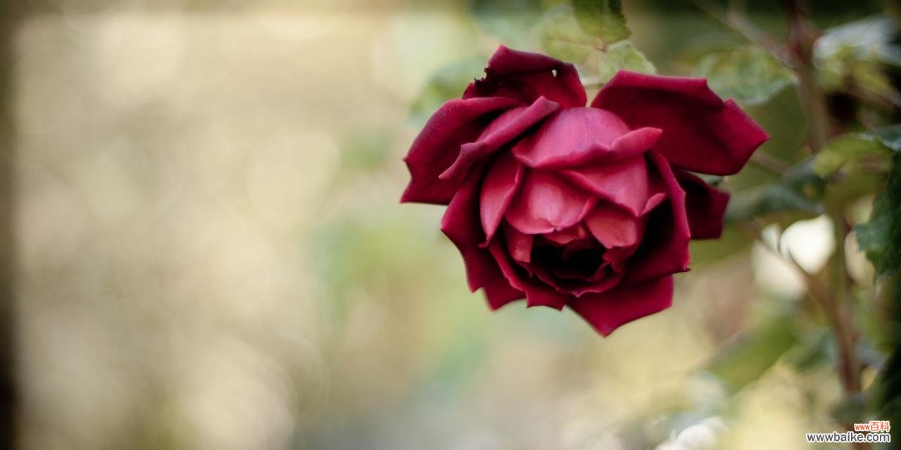 探寻红玫瑰的深意 红玫瑰花的寓意与象征