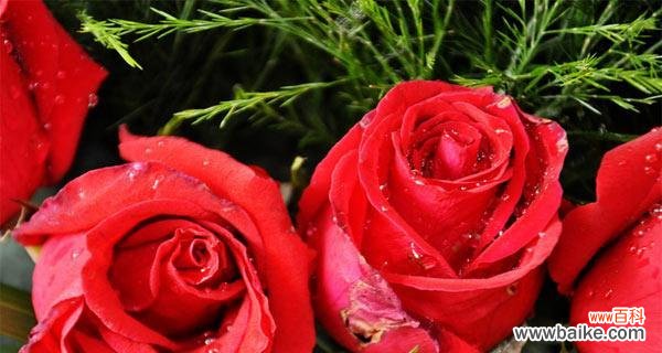 红玫瑰的美丽与热情 红玫瑰的象征意义