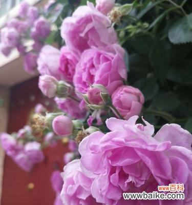 红蔷薇花语解读与传达的情感 红蔷薇花语