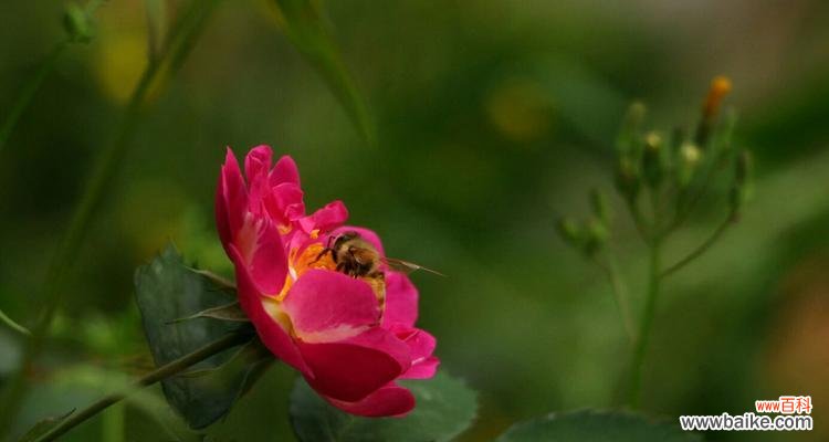 红蔷薇花语解读与传达的情感 红蔷薇花语