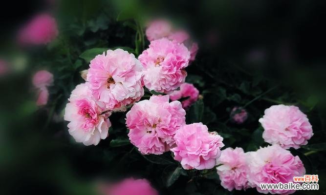 红蔷薇花语解读与传达的情感 红蔷薇花语