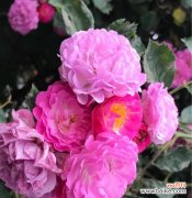 浪漫的红色花朵 红蔷薇的花语