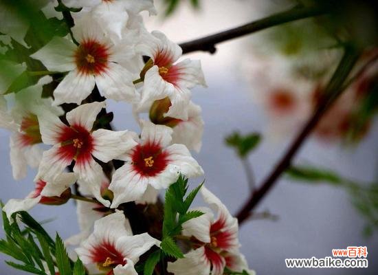 红牡丹和紫牡丹的寓意与象征 红牡丹与紫牡丹花语的魅力