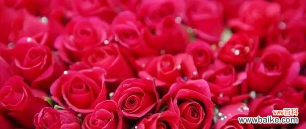 红牡丹和紫牡丹的寓意与象征 红牡丹与紫牡丹花语的魅力