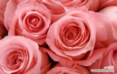 红牡丹和紫牡丹的寓意与象征 红牡丹与紫牡丹花语的魅力