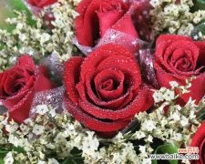 探索红玫瑰的浪漫与深情 红玫瑰的象征意义