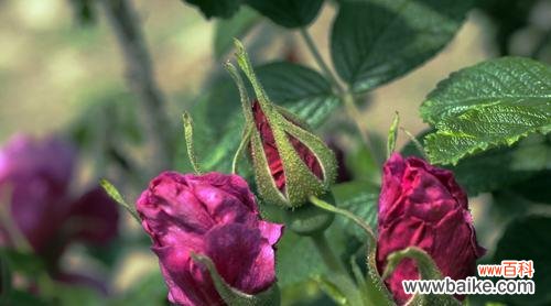 探索红玫瑰的浪漫与深情 红玫瑰的象征意义