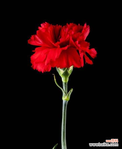 探索康乃馨的象征意义和文化传承 红色康乃馨的深刻寓意