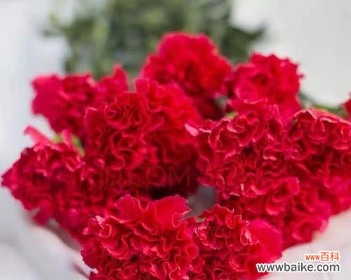 探索康乃馨的象征意义和文化传承 红色康乃馨的深刻寓意