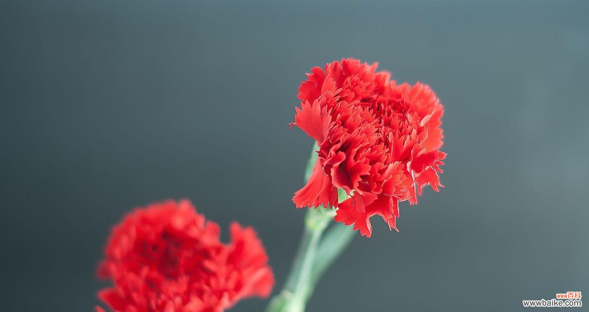 传递爱与敬意的康乃馨之花 红色康乃馨的象征意义与传承