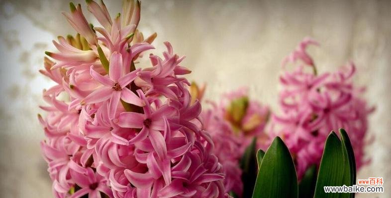 探寻粉红色风信子所传达的浓情花语 粉红色风信子的花语