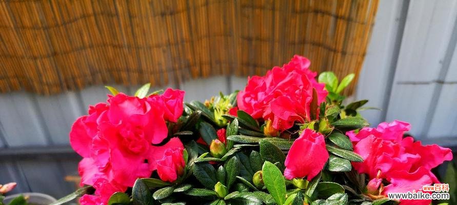 红色杜鹃花的寓意与象征——热情与爱情的化身