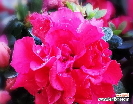 红色杜鹃花的寓意与象征——热情与爱情的化身