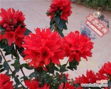 红色杜鹃花的寓意与象征——热情与爱情的化身