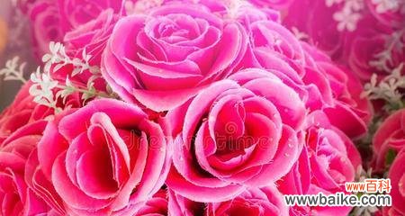 红色康乃馨代表的爱情与热情 红色康乃馨的象征意义