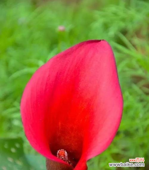 绽放在湖畔的红色诗意 红色马蹄莲花的美丽与象征意义