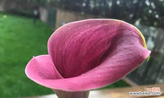 鲜红如火 红色马蹄莲