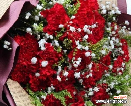 红色康乃馨花语的深刻含义与文化传承 红色康乃馨花语