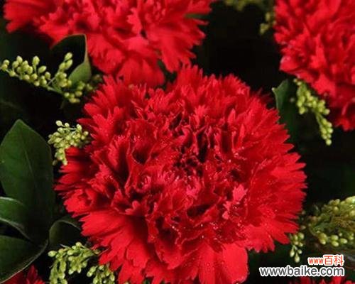 红色康乃馨的象征爱情和热情 红色康乃馨的花语与寓意