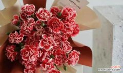 红色康乃馨的象征爱情和热情 红色康乃馨的花语与寓意