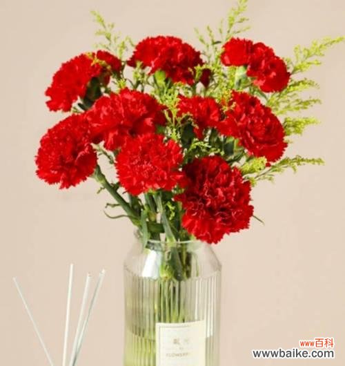 唤起心灵的红色诗篇 红色康乃馨的花语