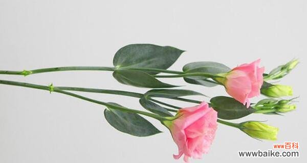 揭示桔梗花背后的秘密 桔梗花语的寓意和象征意义