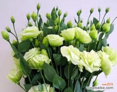 揭示桔梗花背后的秘密 桔梗花语的寓意和象征意义