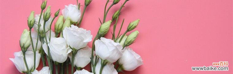 揭示桔梗花背后的秘密 桔梗花语的寓意和象征意义