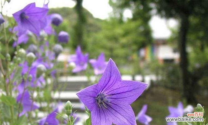 桔梗花的美丽与寓意 桔梗花的花语与意义