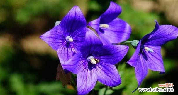 桔梗花的美丽与寓意 桔梗花的花语与意义