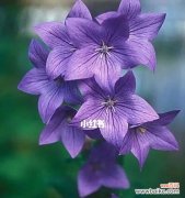 探索桔梗花语的深刻内涵 桔梗花语与寓意