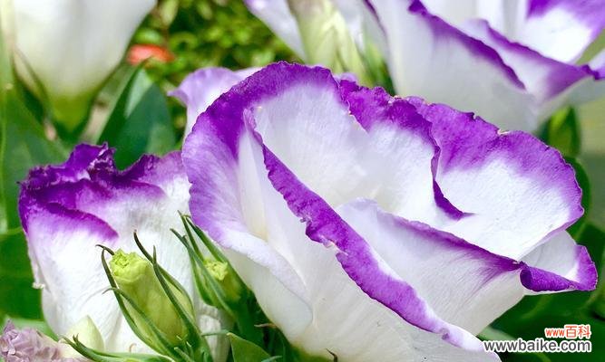 探索桔梗花的文化内涵和象征寓意 桔梗花的寓意及象征意义