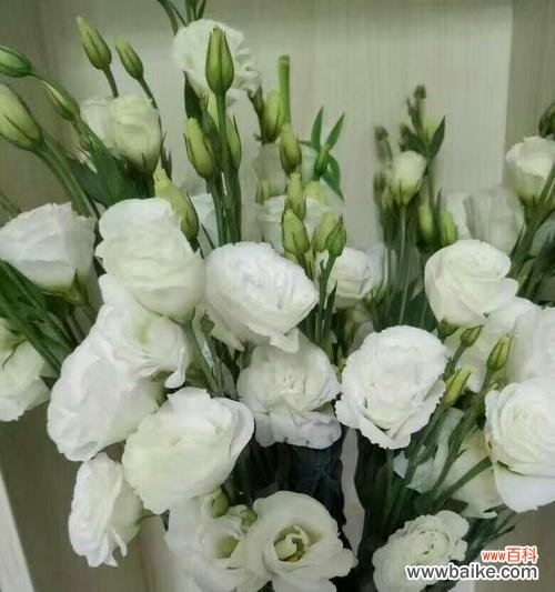 探索桔梗花的文化内涵和象征寓意 桔梗花的寓意及象征意义