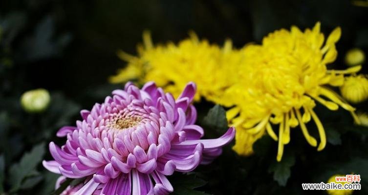 探寻菊花的象征意义与文化寓意 菊花的象征意义及文化价值