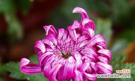 探寻菊花的象征意义与文化寓意 菊花的象征意义及文化价值