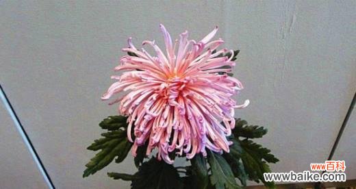 菊花的象征意义与用途 菊花的寓意与象征——揭秘菊花在风水中的奥秘