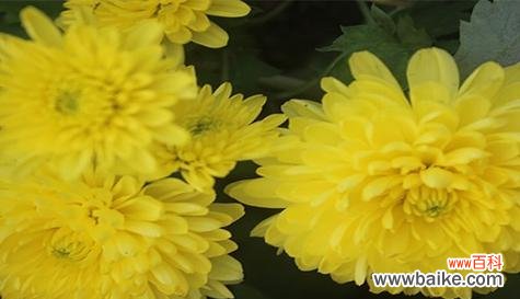 探索紫色菊花的花语 紫色菊花的花语与象征意义