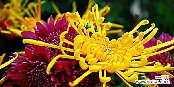 探索紫色菊花的花语 紫色菊花的花语与象征意义