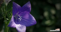 探索桔梗花所代表的含义和文化传统 桔梗花语的意义与传承