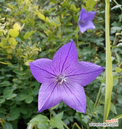 探索桔梗花所代表的含义和文化传统 桔梗花语的意义与传承