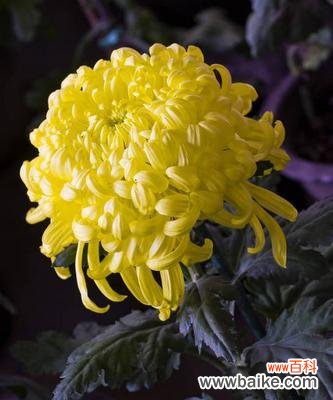 探索菊花的多重寓意与传统价值 菊花的象征意义及文化内涵