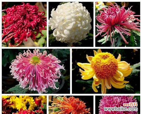 探索菊花的美与内涵 菊花的品质和象征