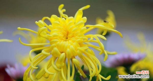 探索菊花的美与内涵 菊花的品质和象征