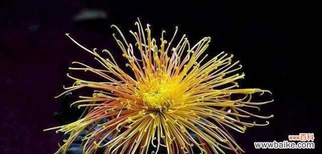 探索菊花的美与内涵 菊花的品质和象征